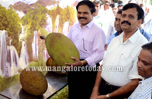Jackfruit Mela in Mangalore